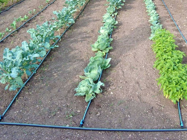 Как вырастить белокочанную капусту сорта Мегатон на дачной грядке